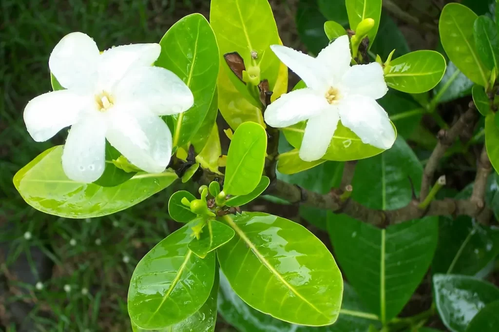 Масло Monoi de Tahiti за здрава кожа и коса